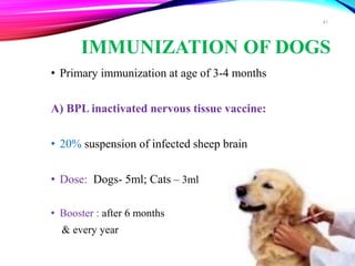 IMMUNIZATION OF DOGS
• Primary immunization at age of 3-4 months
A) BPL inactivated nervous tissue vaccine:
• 20% suspension of infected sheep brain
• Dose: Dogs- 5ml; Cats – 3ml
• Booster : after 6 months
& every year
41
 