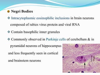Rabies Inclusions Rabies copy | PPTX