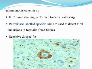 Rabies Inclusions Rabies copy | PPTX