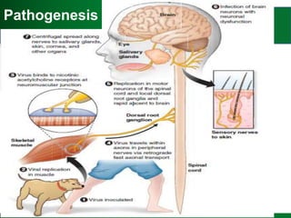Pathogen Of Rabies Rabies - final.pptx
