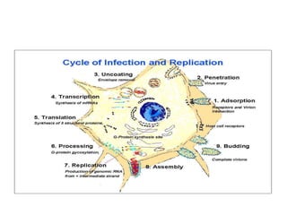 Rabies : approach diagnostic and prophylaxis | PPTX