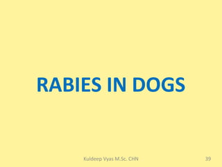 Rabies 