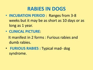 RABIES IN DOGS
• INCUBATION PERIOD : Ranges from 3-8
weeks but it may be as short as 10 days or as
long as 1 year.
• CLINICAL PICTURE:
It manifest in 2 forms : Furious rabies and
dumb rabies.
• FURIOUS RABIES : Typical mad- dog
syndrome.
 
