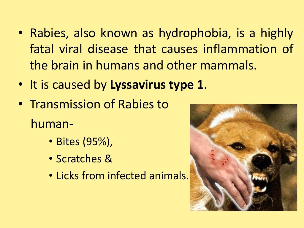 rabies presentation