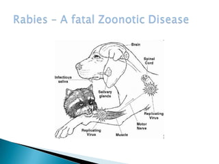 Alur Rabies Rabies 1234 | PPTX