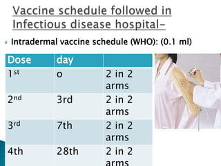 Anti Rabies Injection Schedule Rabies 1234 | PPTX