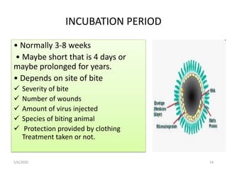 Rabies 2 | PDF