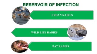 Identifying Rabies Rabies 2018 | PPTX
