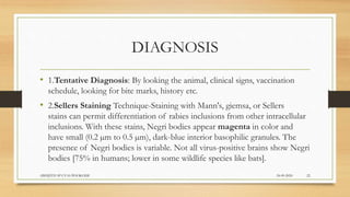 Rabies | PPTX | Infectious Diseases | Diseases and Conditions