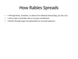 Rabies Awareness Campaign Vetconnect D.I. Khan | PPTX