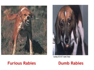 Dump Rabies National rabies control program guidelines | PPTX
