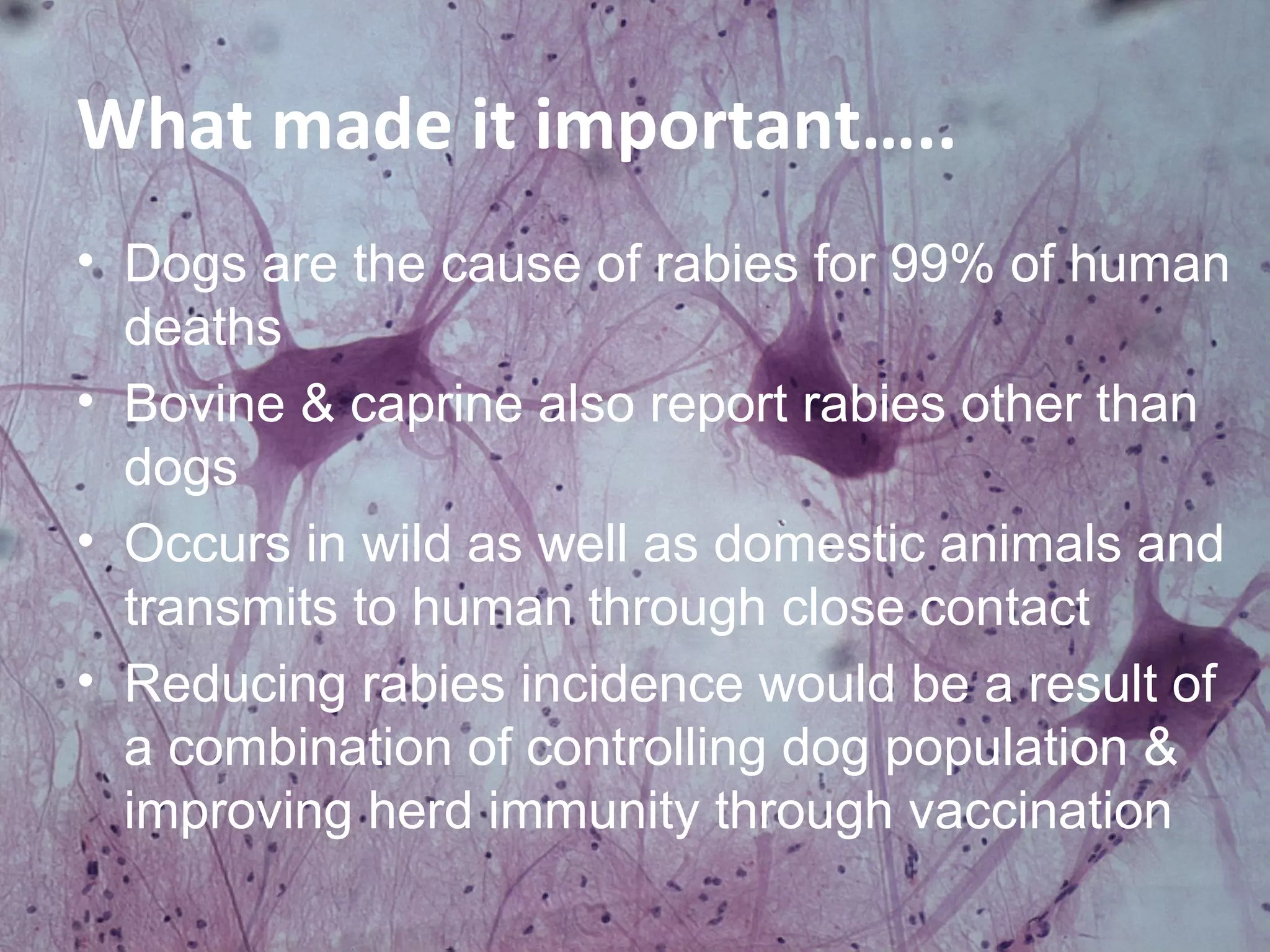 Rabies daph (1) | PPT