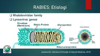 Comprehensive Management of Rabies-Transmitting Animal Bites: Diagnosis ...