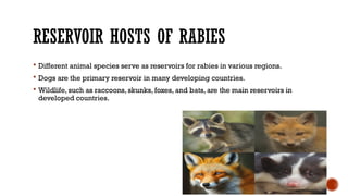 RESERVOIR HOSTS OF RABIES
 Different animal species serve as reservoirs for rabies in various regions.
 Dogs are the primary reservoir in many developing countries.
 Wildlife, such as raccoons, skunks, foxes, and bats, are the main reservoirs in
developed countries.
 