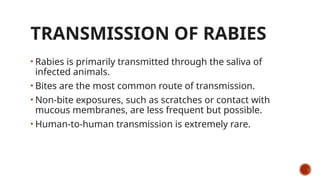 TRANSMISSION OF RABIES
• Rabies is primarily transmitted through the saliva of
infected animals.
• Bites are the most common route of transmission.
• Non-bite exposures, such as scratches or contact with
mucous membranes, are less frequent but possible.
• Human-to-human transmission is extremely rare.
 