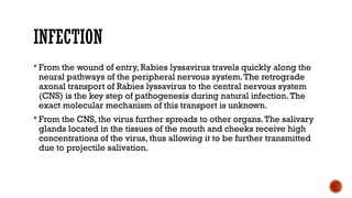 INFECTION
 From the wound of entry, Rabies lyssavirus travels quickly along the
neural pathways of the peripheral nervous system.The retrograde
axonal transport of Rabies lyssavirus to the central nervous system
(CNS) is the key step of pathogenesis during natural infection.The
exact molecular mechanism of this transport is unknown.
 From the CNS, the virus further spreads to other organs.The salivary
glands located in the tissues of the mouth and cheeks receive high
concentrations of the virus, thus allowing it to be further transmitted
due to projectile salivation.
 
