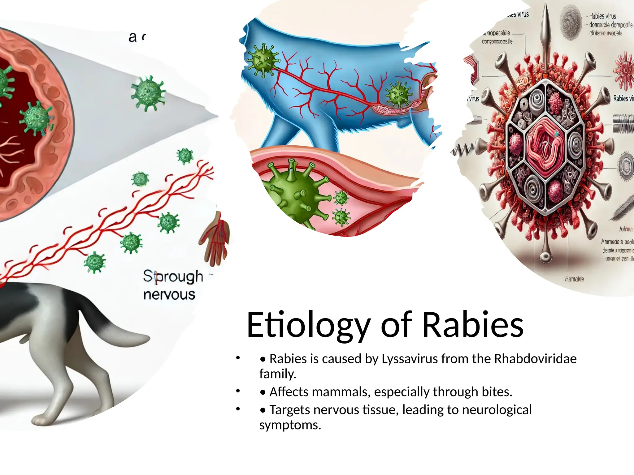 Rabies_Etiology_Epidemiology_Pathogenesis_ | PPT