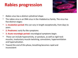 Rabies progression
• Rabies virus has a distinct cylindrical shape.
• The rabies virus is an RNA virus in the rhabdovirus family. The virus has 
five distinct stages:
• 1. Incubation period: this can vary in length exceptionally, from days to 
years
• 2. Prodrome: early flu-like symptoms
• 3. Acute neurologic period: neurological symptoms begin.
•  These can include hyperactivity, or paralysis, as well as rigid neck 
muscles, involuntary muscle twitching, convulsions, hyperventilation 
and hypersalivation. 
• Toward the end of this phase, breathing becomes rapid and 
inconsistent
 