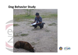 Rabies in Bali: A chronology and experience made with an EcoHealth approach for a better control of rabies