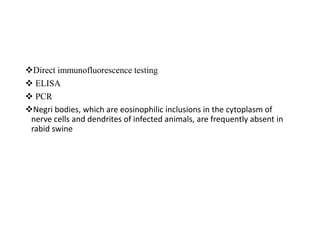 Direct immunofluorescence testing
 ELISA
 PCR
Negri bodies, which are eosinophilic inclusions in the cytoplasm of
nerve cells and dendrites of infected animals, are frequently absent in
rabid swine
 
