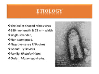 The bullet-shaped rabies virus
180 nm- length & 75 nm- width
single-stranded,
Non-segmented,
Negative-sense RNA-virus
Genus: Lyssavirus
Family: Rhabdoviridae,
Order: Mononegavirales.
ETIOLOGY
 