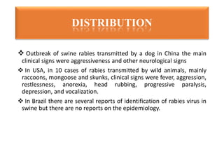  Outbreak of swine rabies transmitted by a dog in China the main
clinical signs were aggressiveness and other neurological signs
 In USA, in 10 cases of rabies transmitted by wild animals, mainly
raccoons, mongoose and skunks, clinical signs were fever, aggression,
restlessness, anorexia, head rubbing, progressive paralysis,
depression, and vocalization.
 In Brazil there are several reports of identification of rabies virus in
swine but there are no reports on the epidemiology.
DISTRIBUTION
 