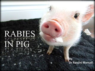 RABIES
IN PIG
By
Dr Ranjini Manuel
 