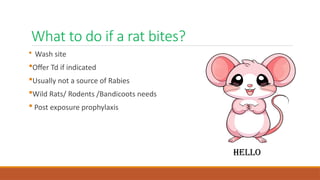 Rat Scratch Rabies Rabies awareness and vaccination .pptx