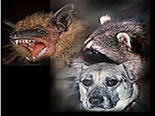 Mus Med Rabies Rabies Lecture | PPTX