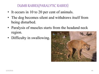 Dump Rabies Rabies main prabhat | PPTX