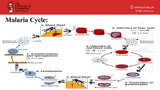 Comprehensive Overview of Vector-Borne Diseases: Rabies, Malaria, and ...