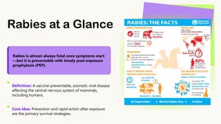 How Rabies Start Comprehensive Clinical Overview of Rabies Transmission, Prevention, and ...