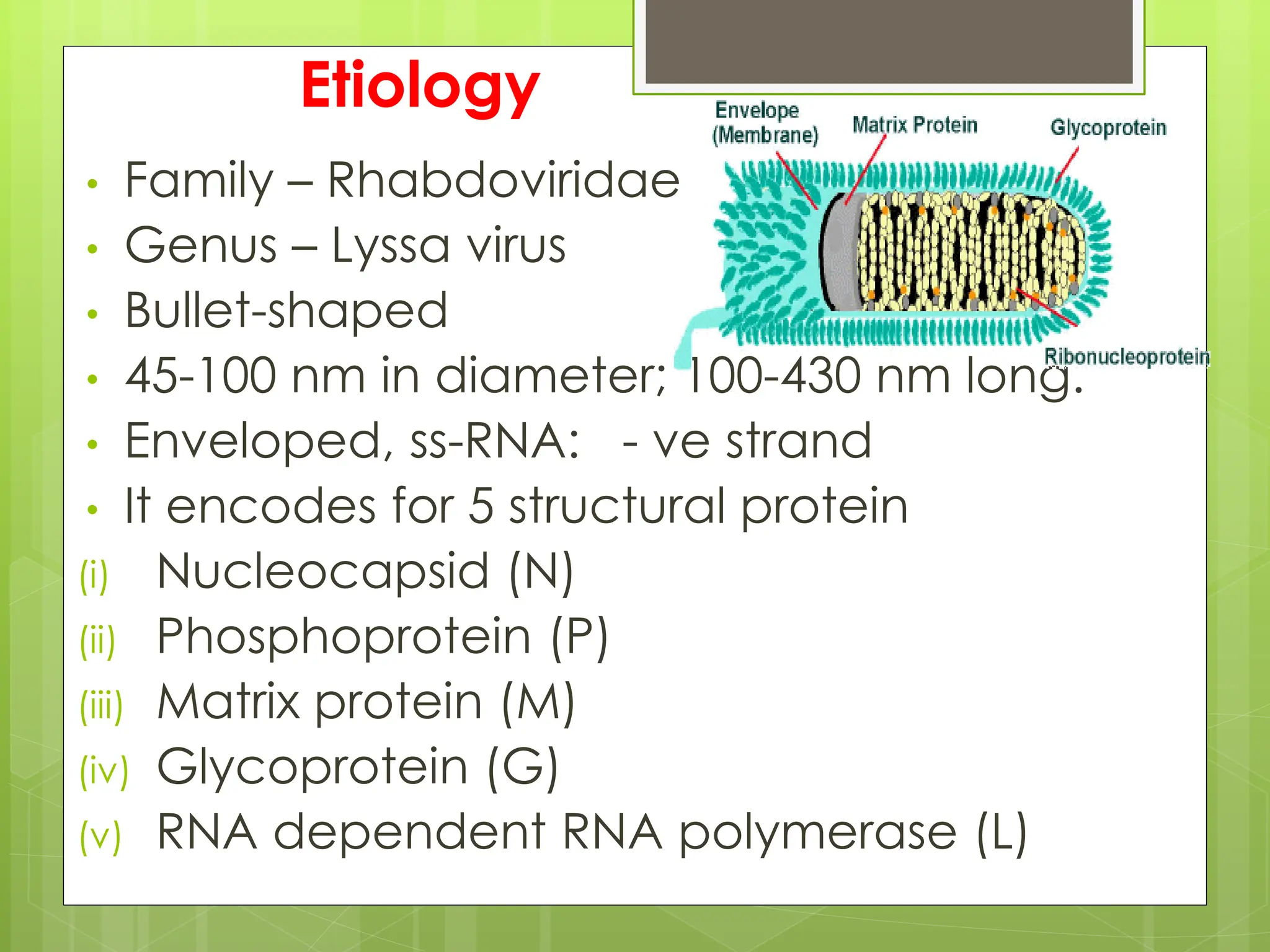 Rabies Pathology . Rabies causes treatment | PDF