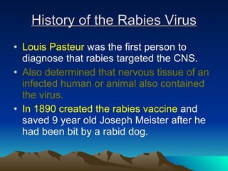 History of the Rabies Virus Louis Pasteur  was the first person to diagnose that rabies targeted the CNS. Also determined that nervous tissue of an infected human or animal also contained the virus. In 1890 created the rabies vaccine  and saved 9 year old Joseph Meister after he had been bit by a rabid dog. 