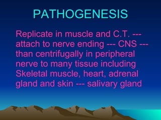 PATHOGENESIS Replicate in muscle and C.T. --- attach to nerve ending --- CNS --- than centrifugally in peripheral nerve to many tissue including Skeletal muscle, heart, adrenal gland and skin --- salivary gland 