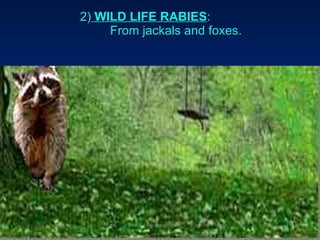 2)  WILD LIFE RABIES :  From jackals and foxes. 