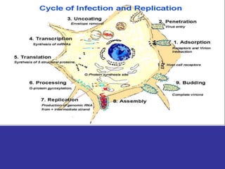 Rabies Virus Replication Cycle