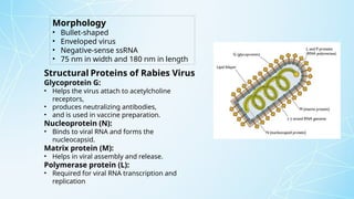 rabies ppt.pptx microbiology virus dna i | PPTX