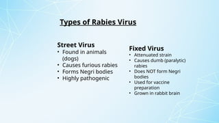 rabies ppt.pptx microbiology virus dna i | PPTX