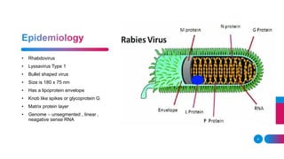 Rabies | PPT