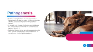 Rabies | PPT