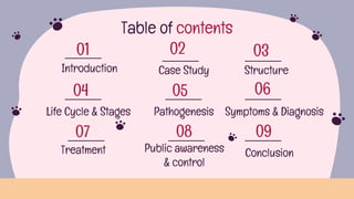 Rabies ,a deadly viral disease transmitted by the most beautiful beings