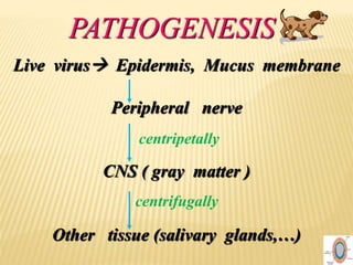 PATHOGENESIS
Live virus Epidermis, Mucus membrane
Peripheral nerve
CNS ( gray matter )
Other tissue (salivary glands,…)
centripetally
centrifugally
 