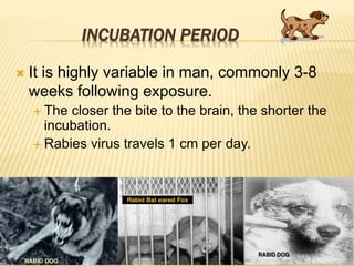INCUBATION PERIOD
 It is highly variable in man, commonly 3-8
weeks following exposure.
 The closer the bite to the brain, the shorter the
incubation.
 Rabies virus travels 1 cm per day.
 