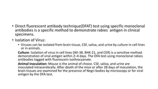 Rabies | PPTX