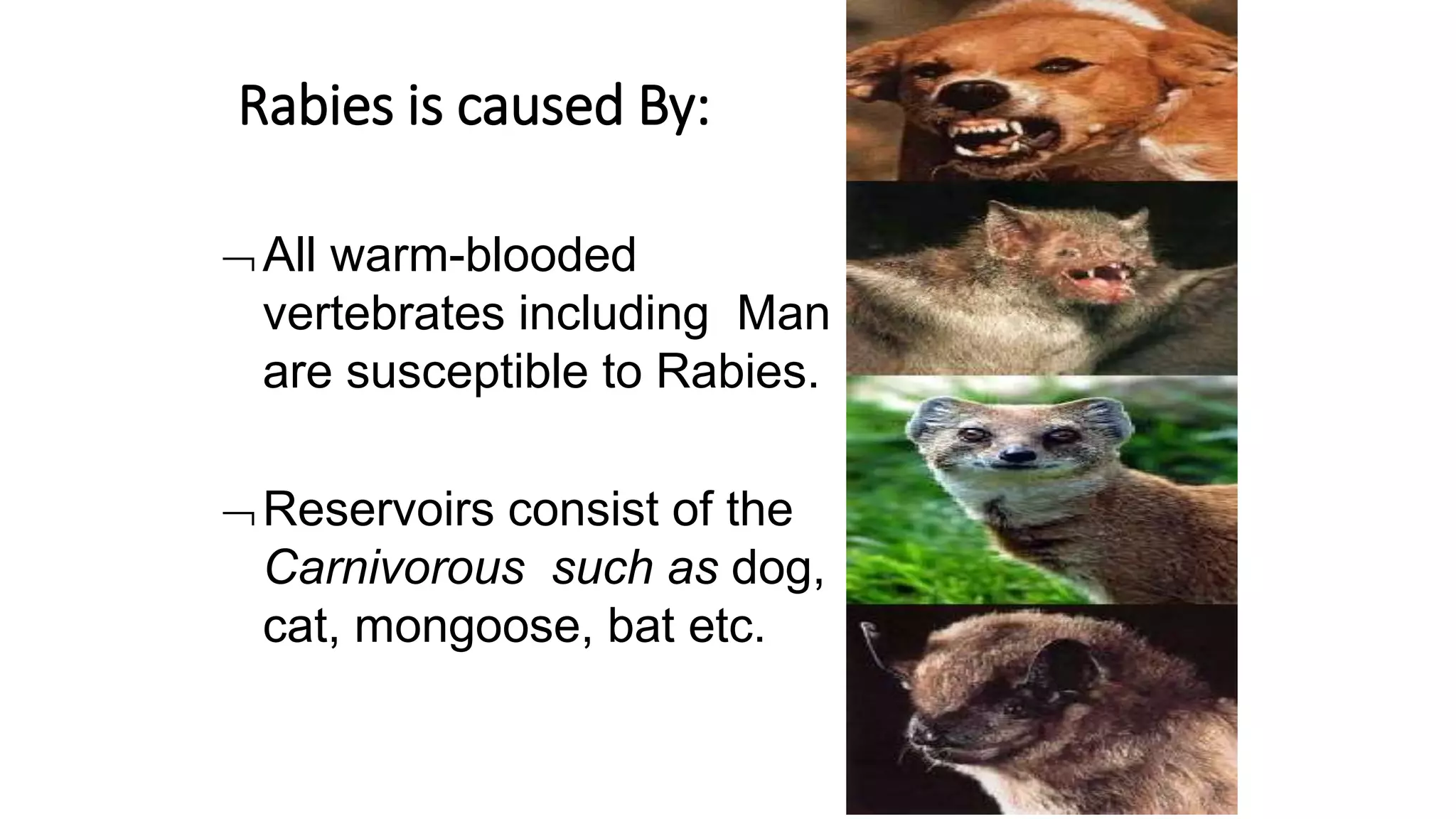 Rabies presentation for medical undergraduate students | PPTX