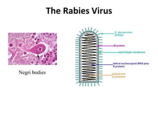 The Rabies Virus
Negri bodies
 