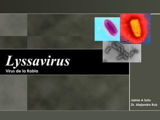 Lyssavirus   Virus de la Rabia Jaime A Soto Dr. Alejandro Ruiz 