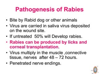 World Rabies Day 2023 Dr.T.V.Rao MD | PPT