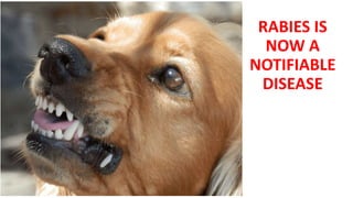 RABIES IS
NOW A
NOTIFIABLE
DISEASE
 